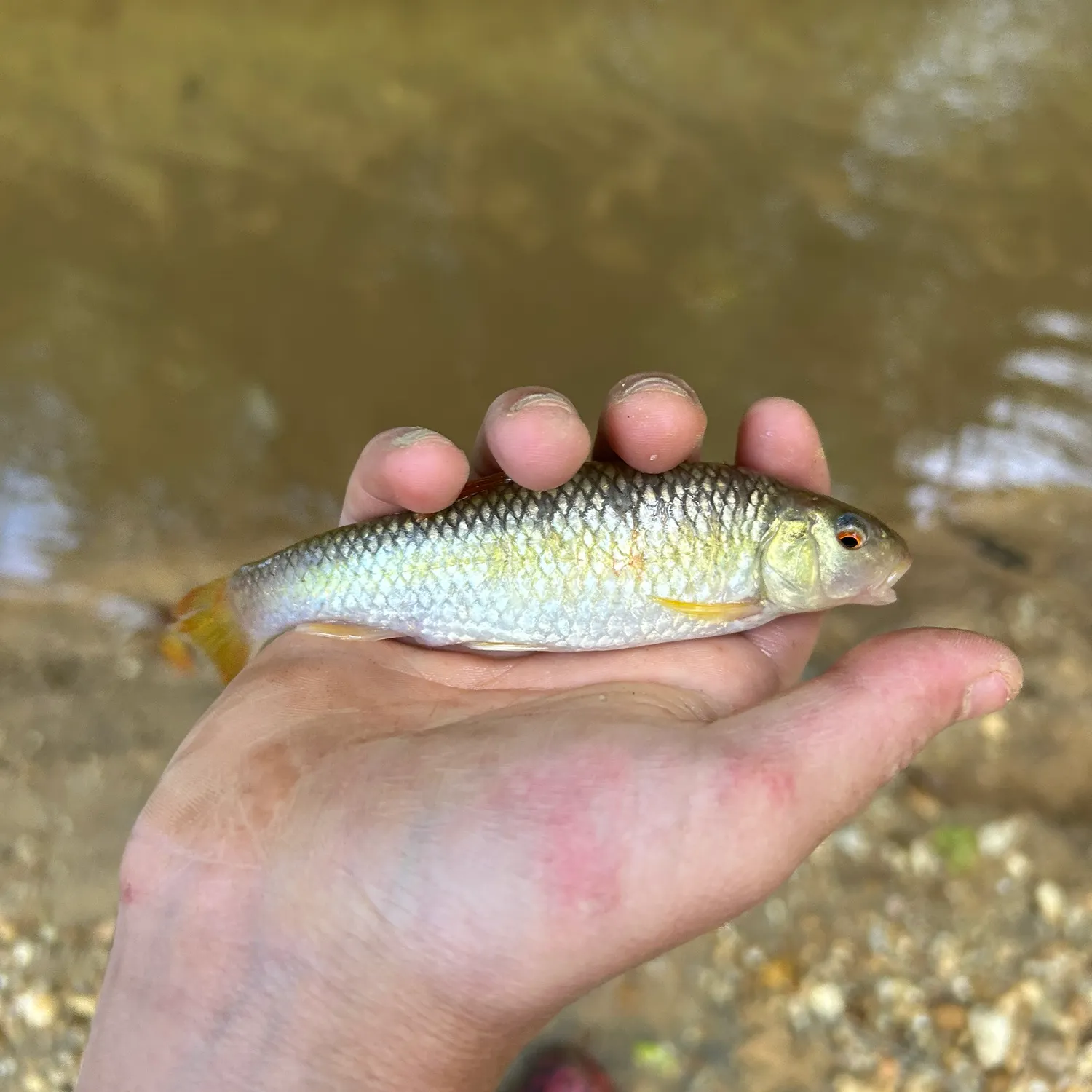 The most recent Redtail chub catches on Fishbrain