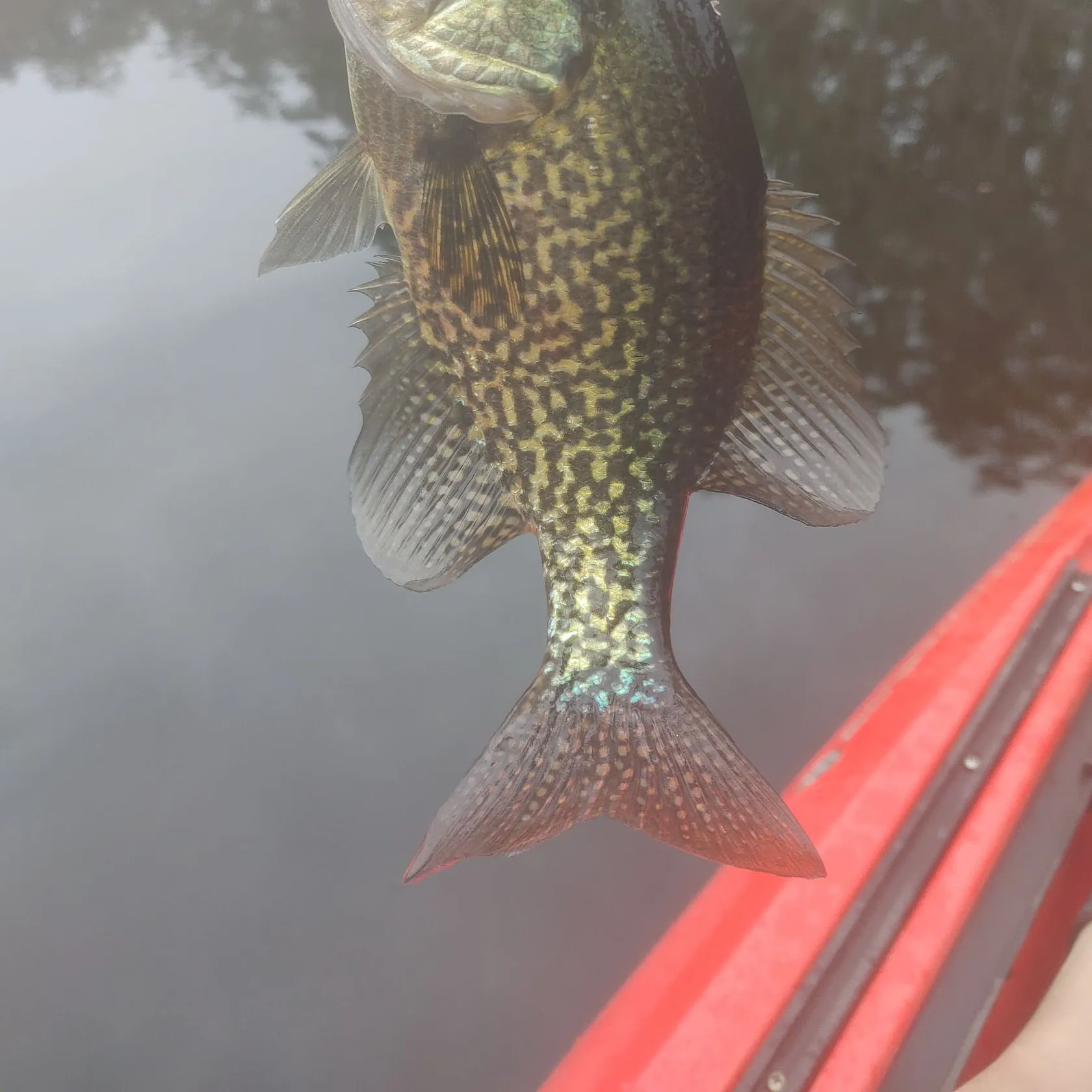 Black crappie caught on Fishbrain