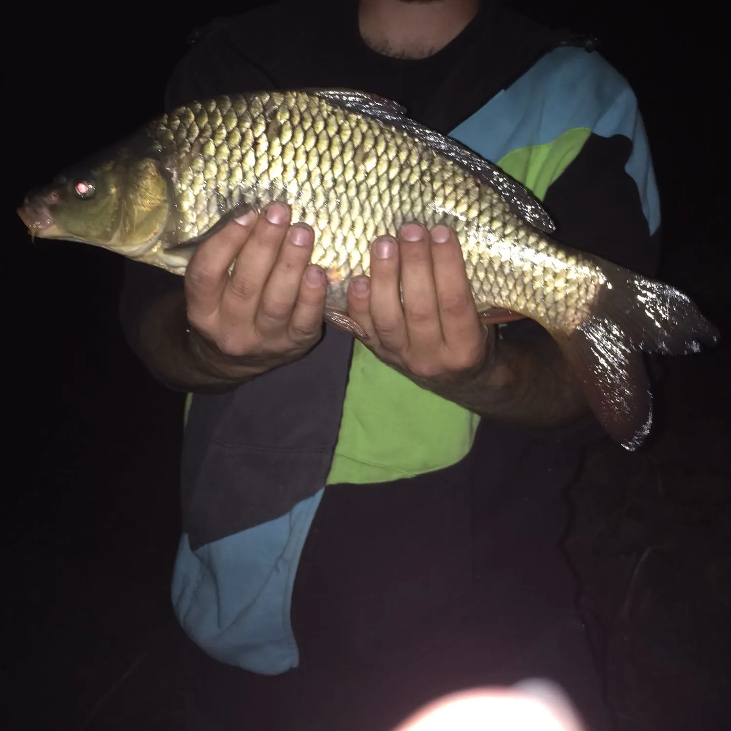 Common carp caught on Fishbrain