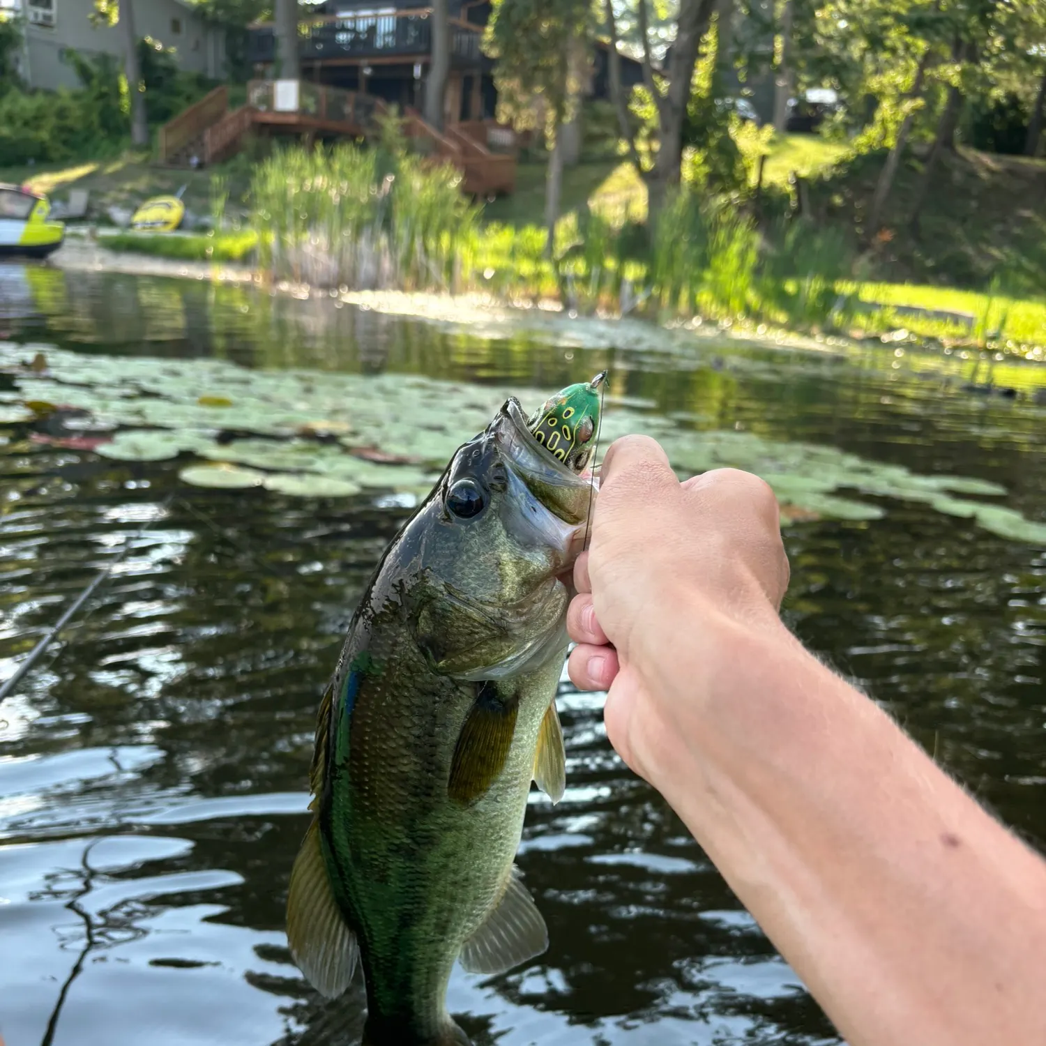 Largemouth bass caught on Fishbrain