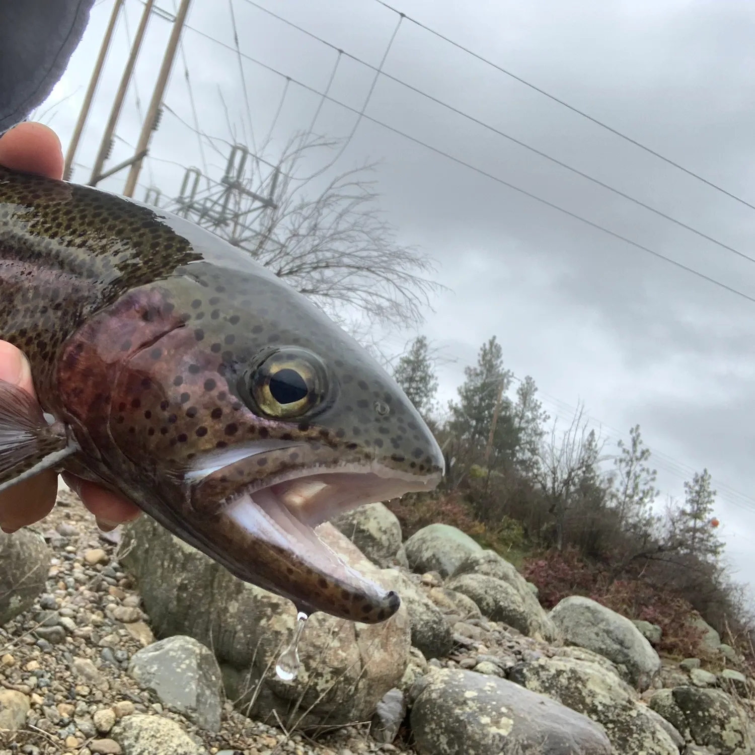 The most recent Great basin redband trout catches on Fishbrain