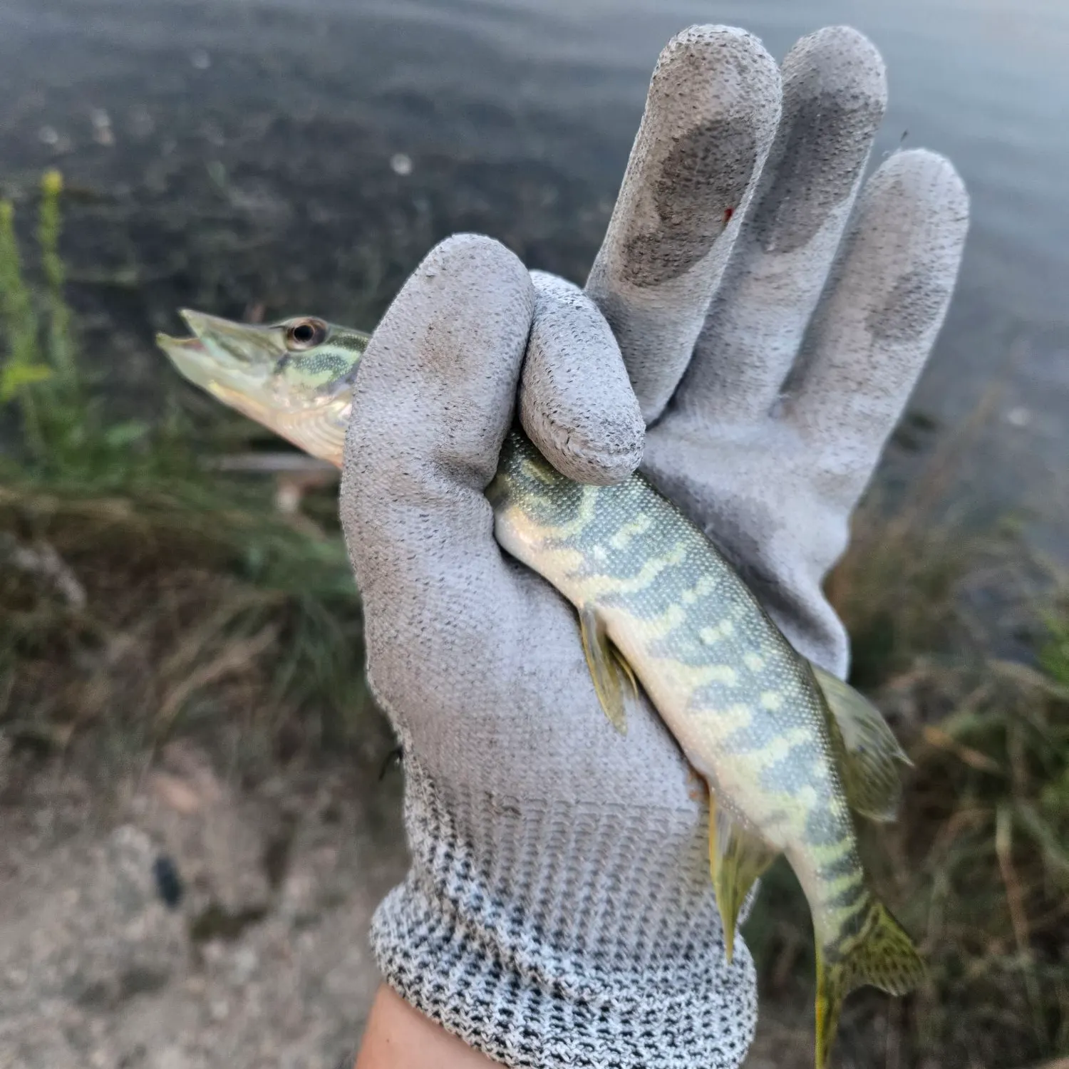 Northern pike caught on Fishbrain