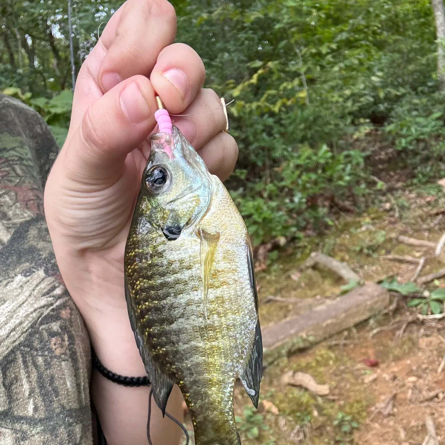 Bluegill caught on Fishbrain