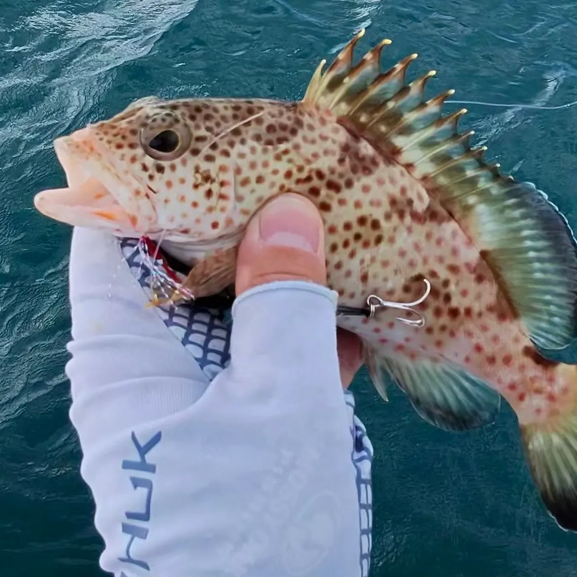 The most recent Red hind grouper catches on Fishbrain