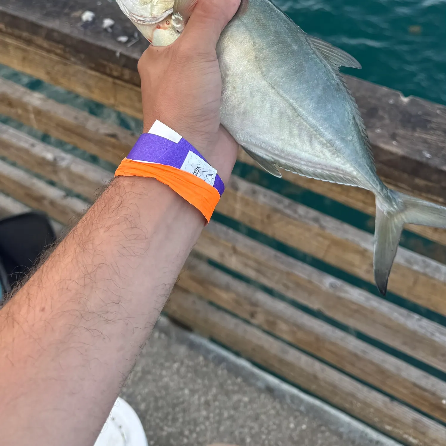The most recent Blue runner catches on Fishbrain