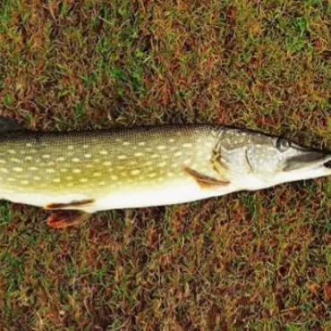 Northern pike caught on Fishbrain