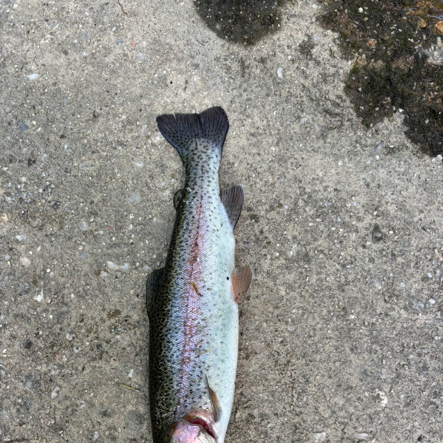 The most recent Rainbow trout catches on Fishbrain