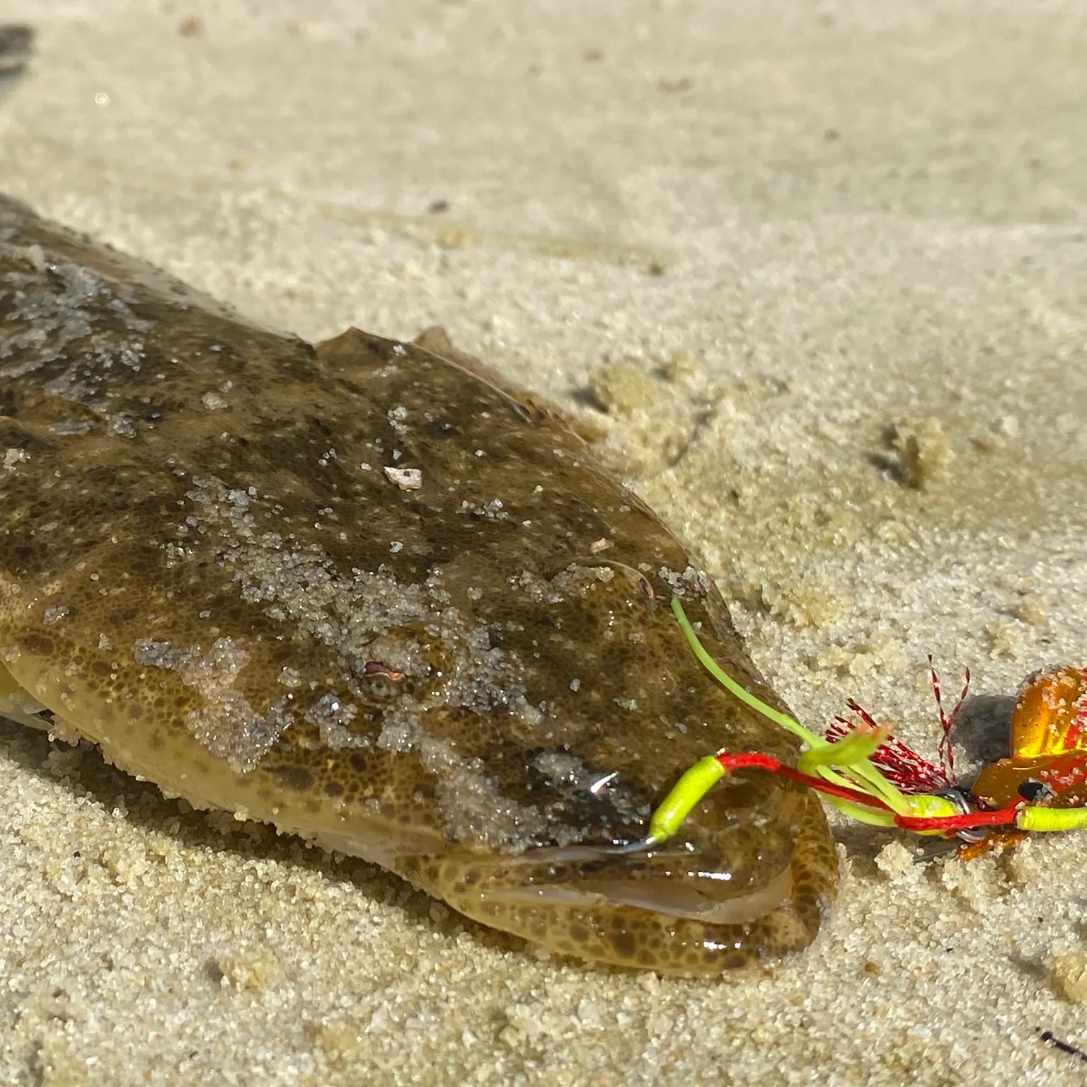 The most recent Bartail flathead catches on Fishbrain