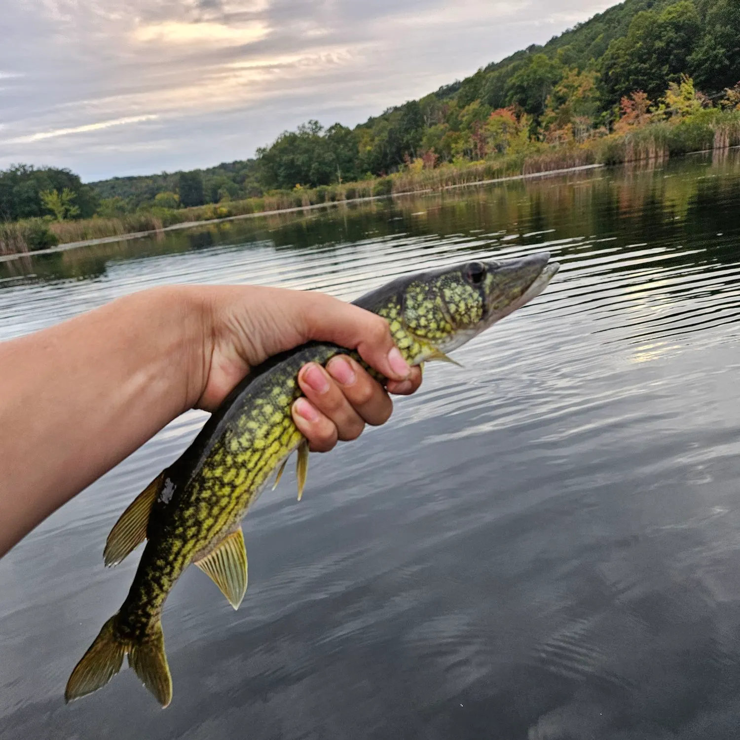 Chain pickerel caught on Fishbrain