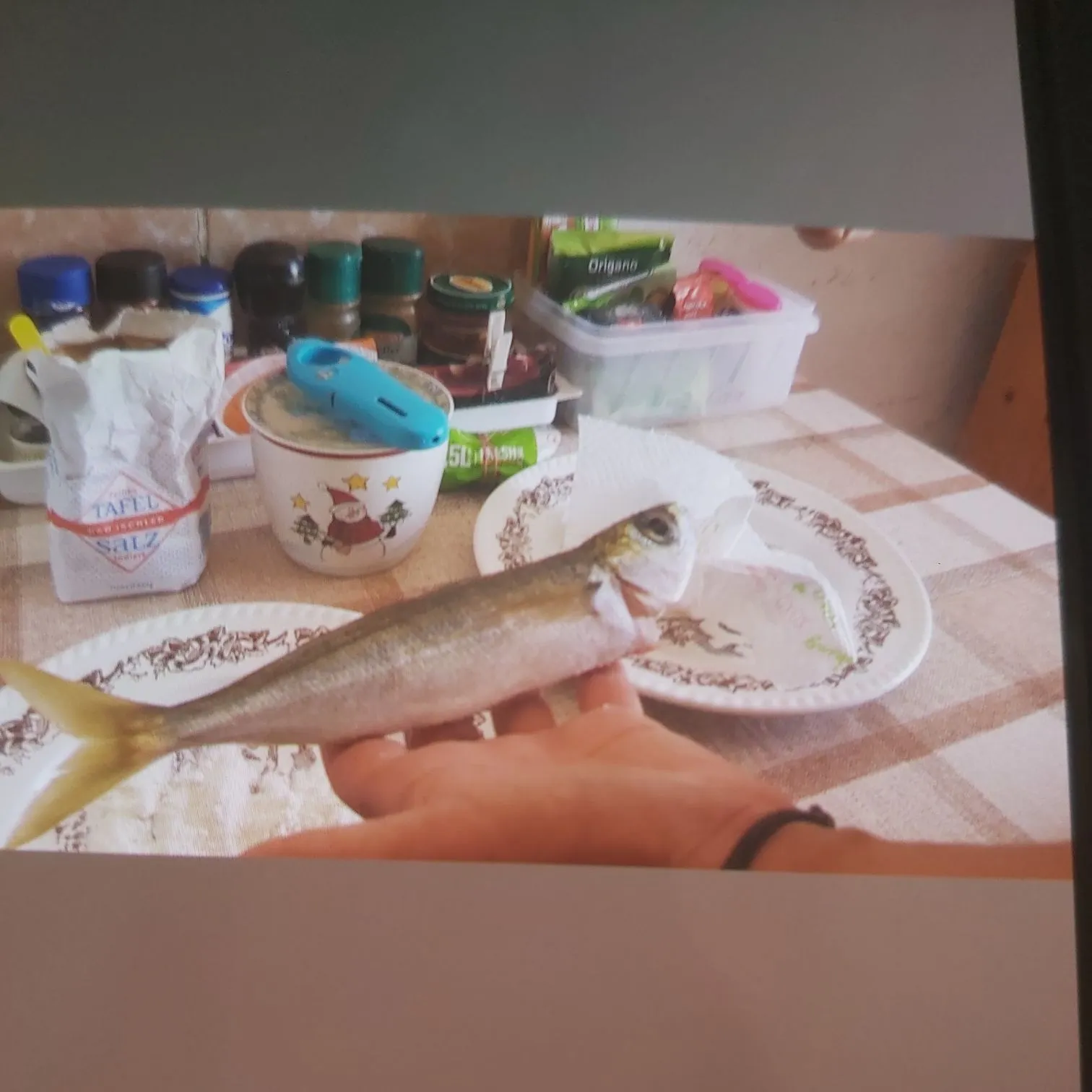 The most recent Bogue catches on Fishbrain