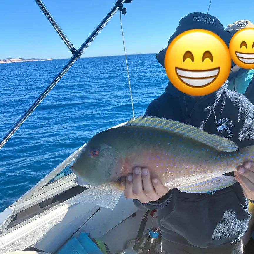 The most recent Blackspot tuskfish catches on Fishbrain