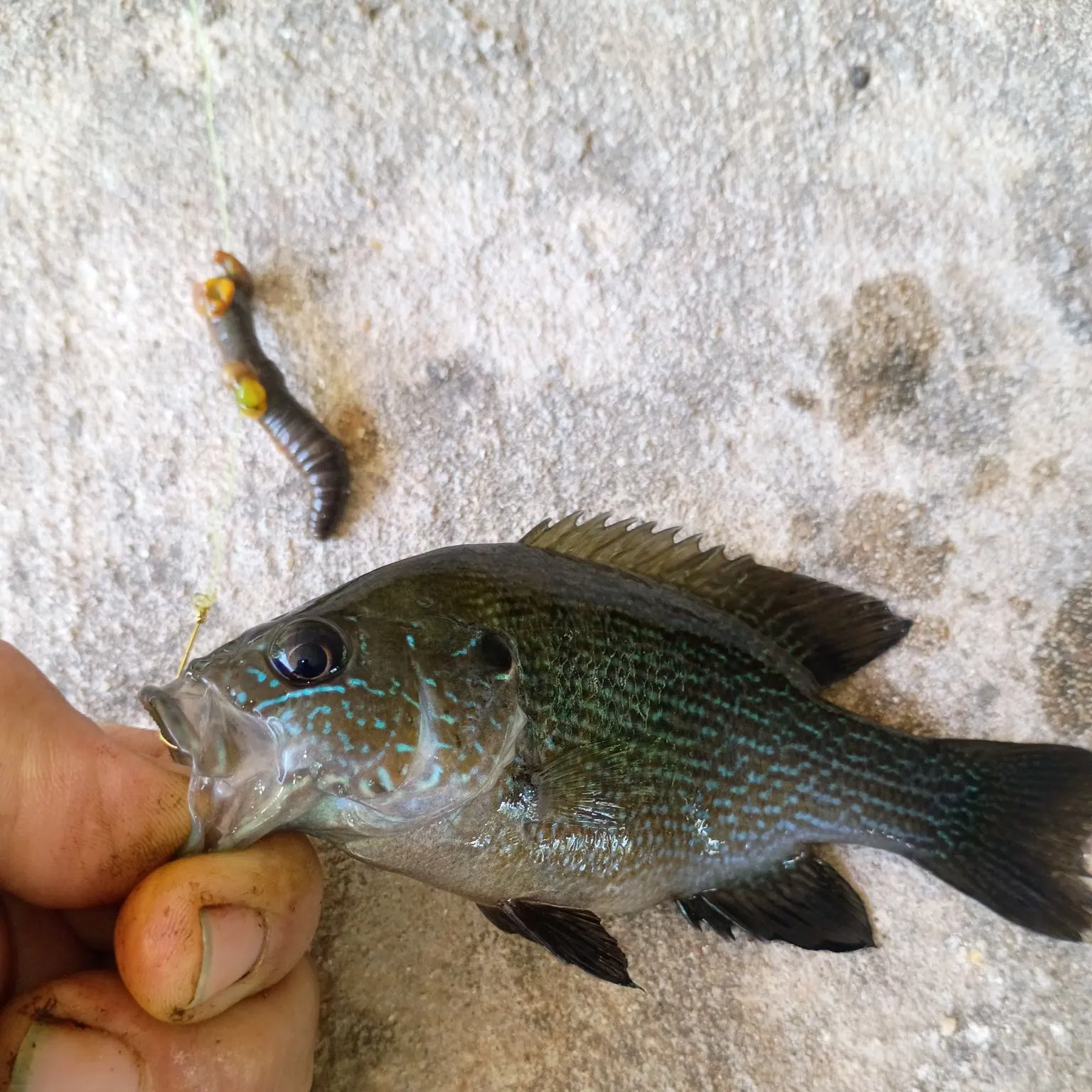 The most recent Warmouth catches on Fishbrain