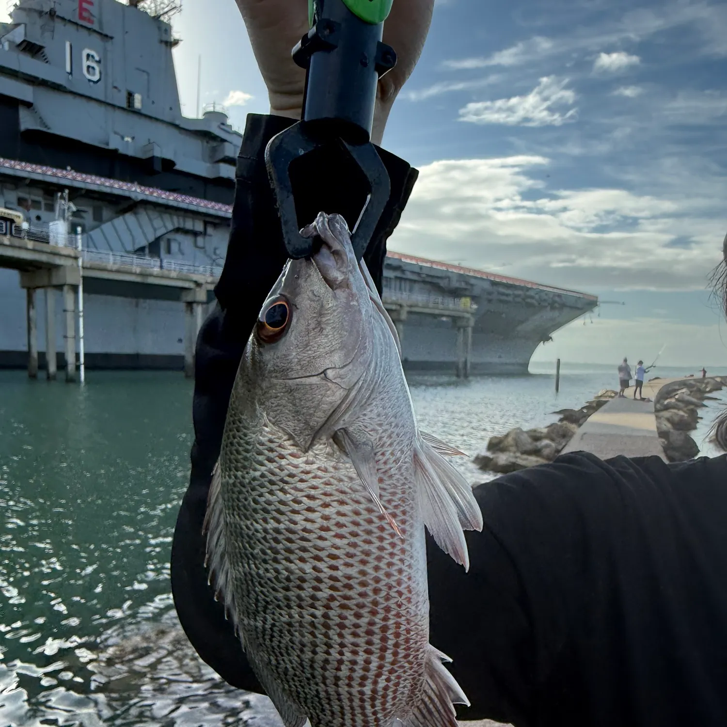 Mangrove snapper caught on Fishbrain