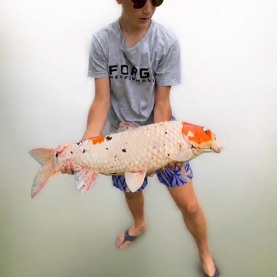 Koi carp caught on Fishbrain