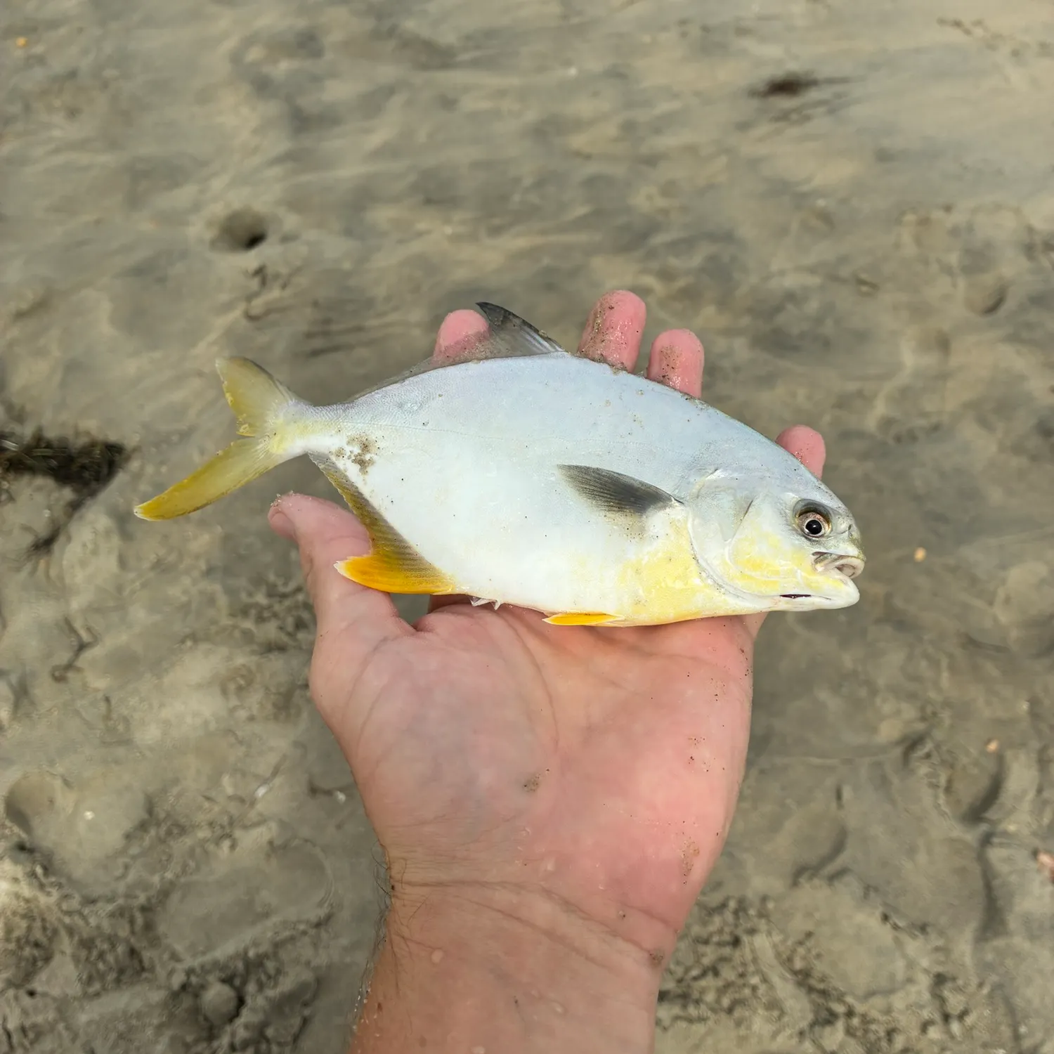 Florida pompano caught on Fishbrain
