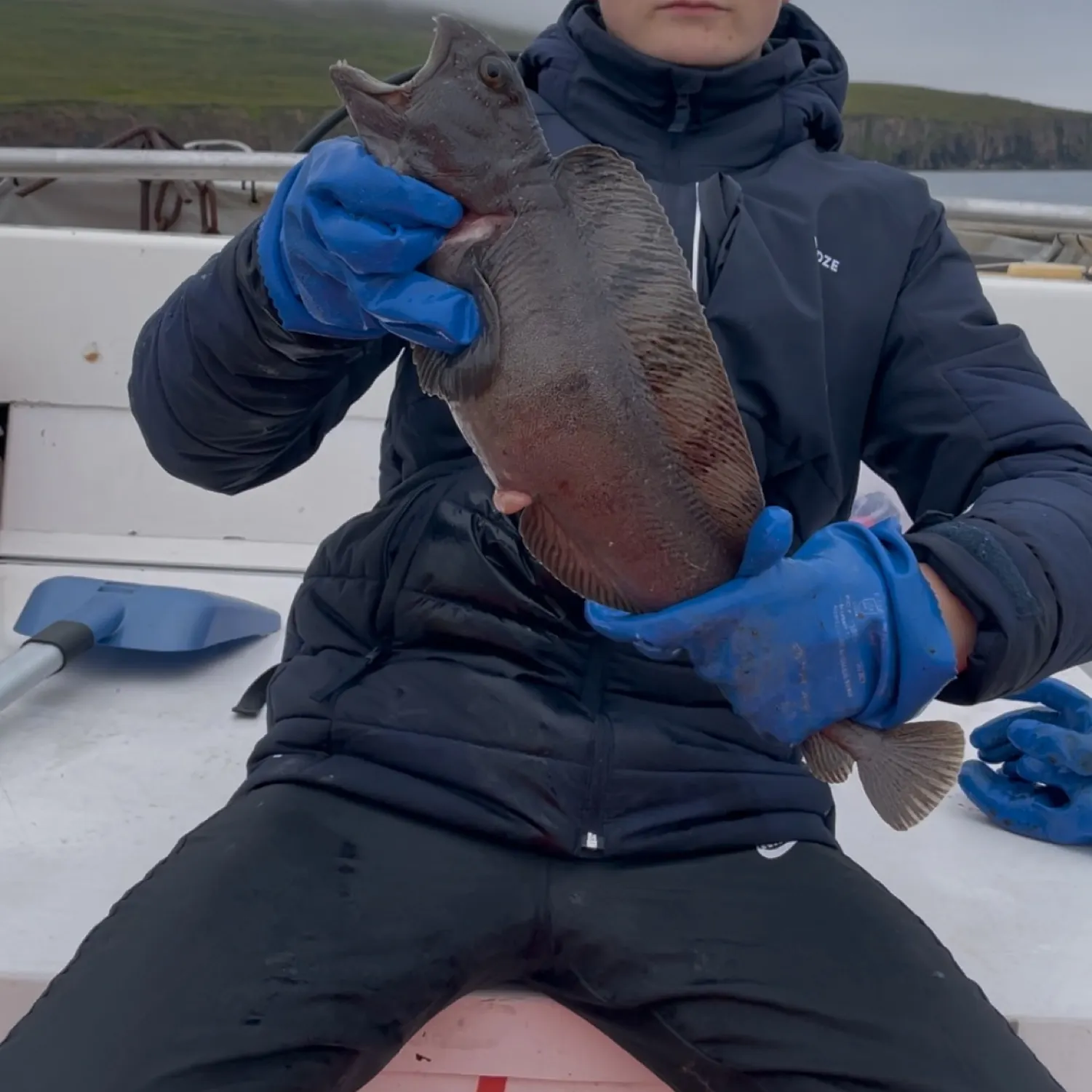 The most recent Atlantic wolffish catches on Fishbrain
