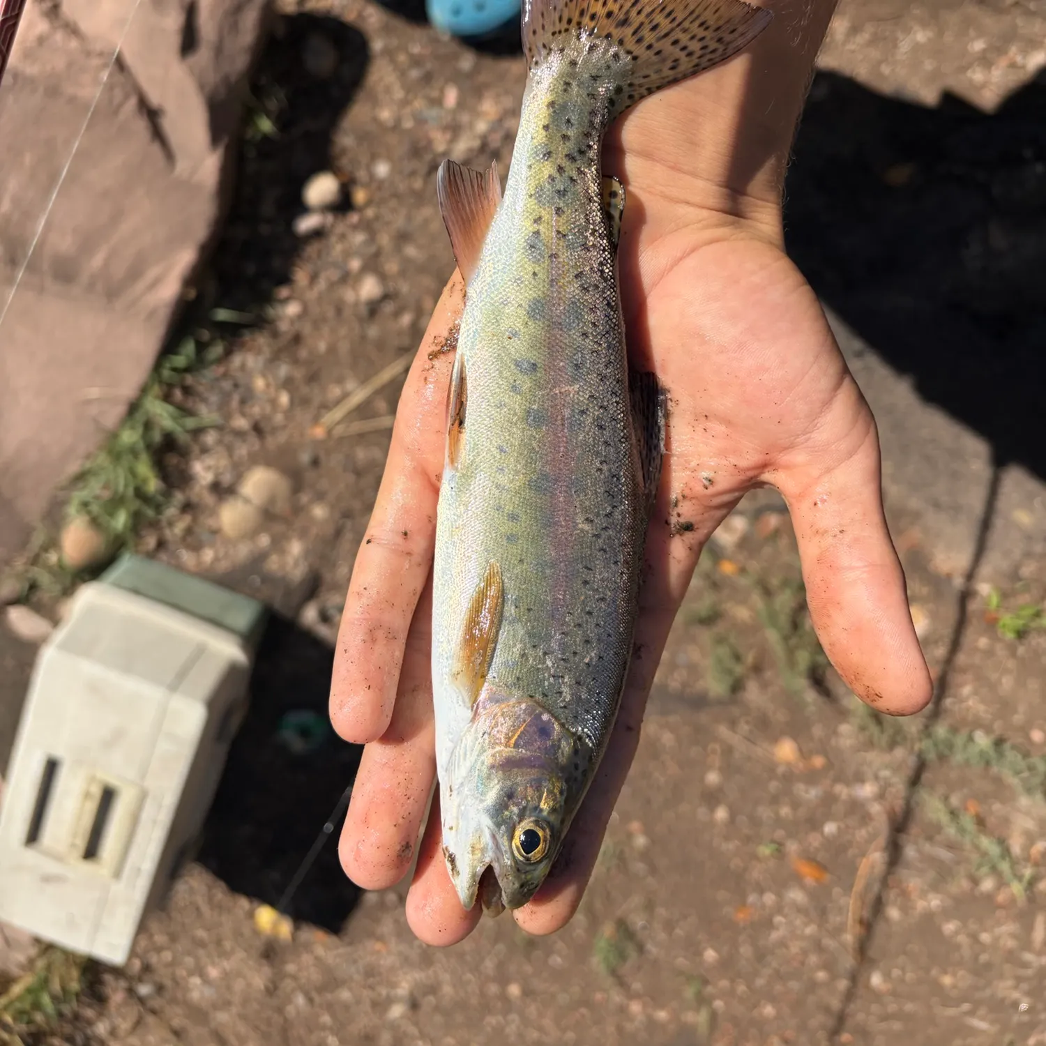 Rainbow trout caught on Fishbrain