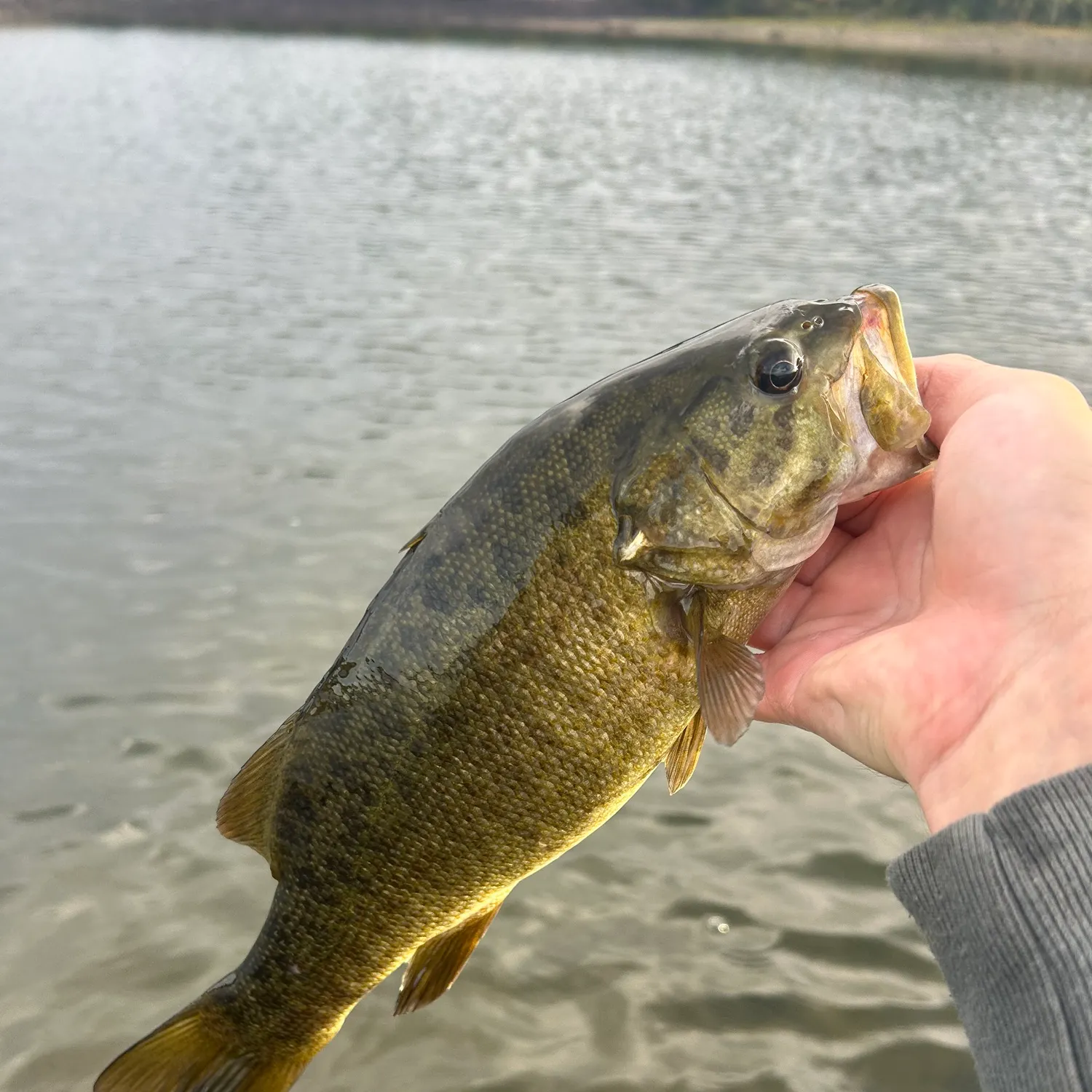 Smallmouth bass caught on Fishbrain