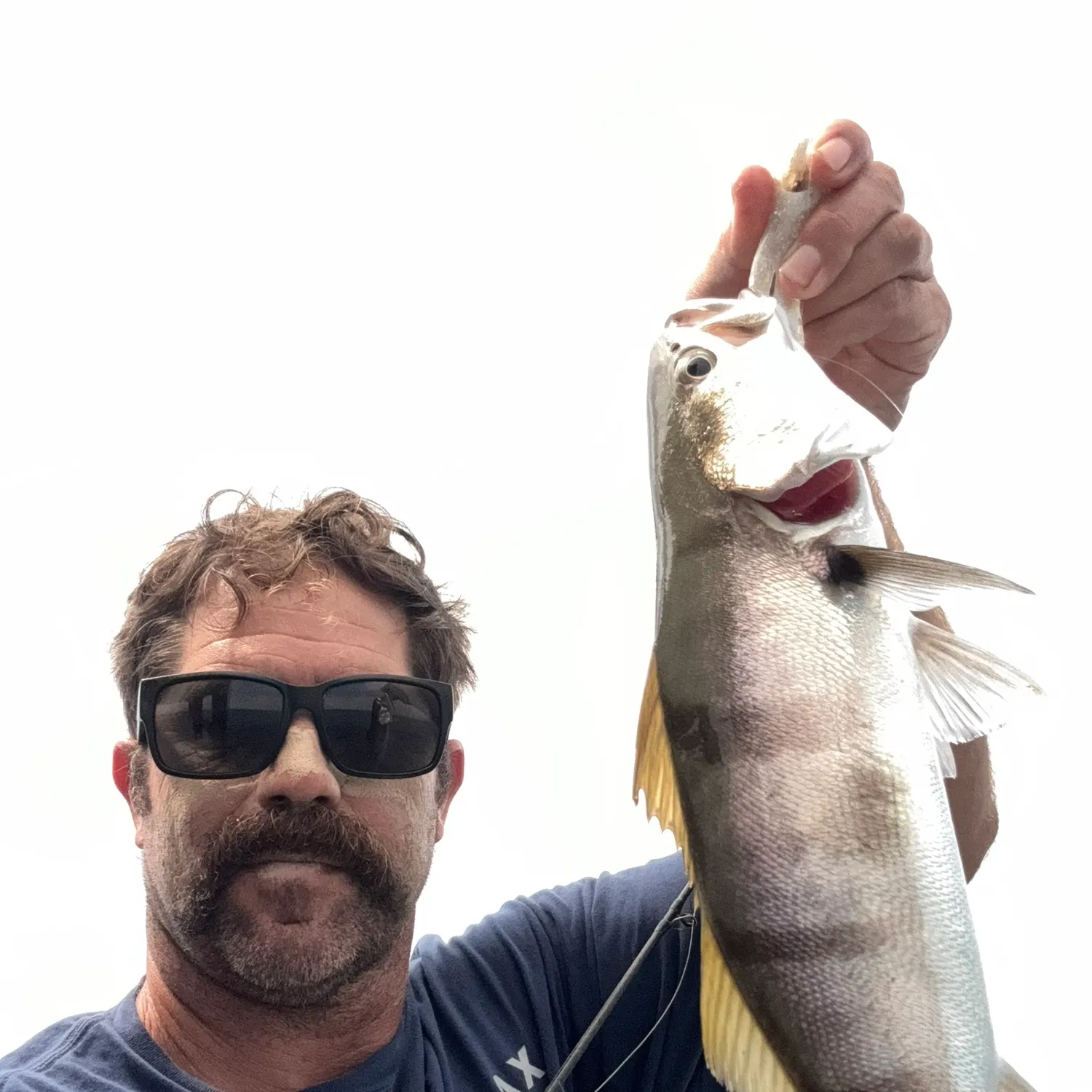 White seabass caught on Fishbrain