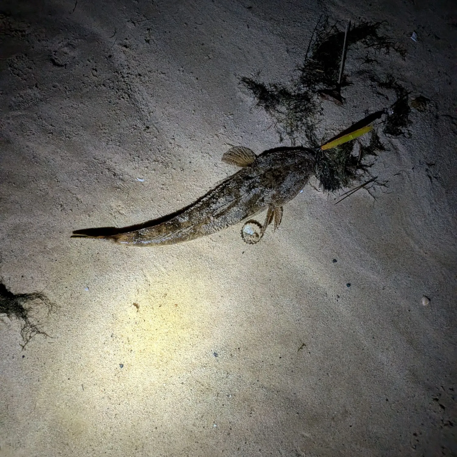 The most recent Bartail flathead catches on Fishbrain