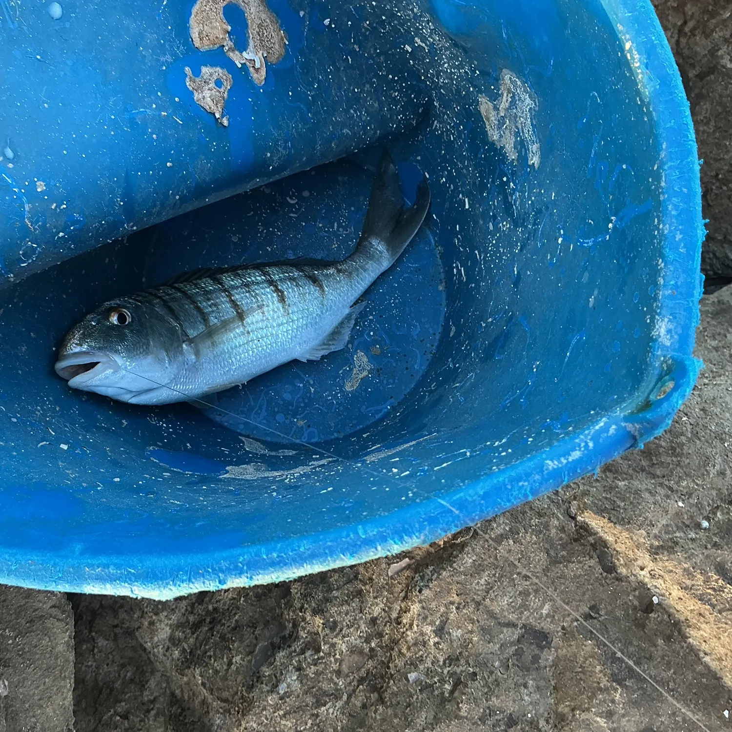 Gilthead seabream caught on Fishbrain