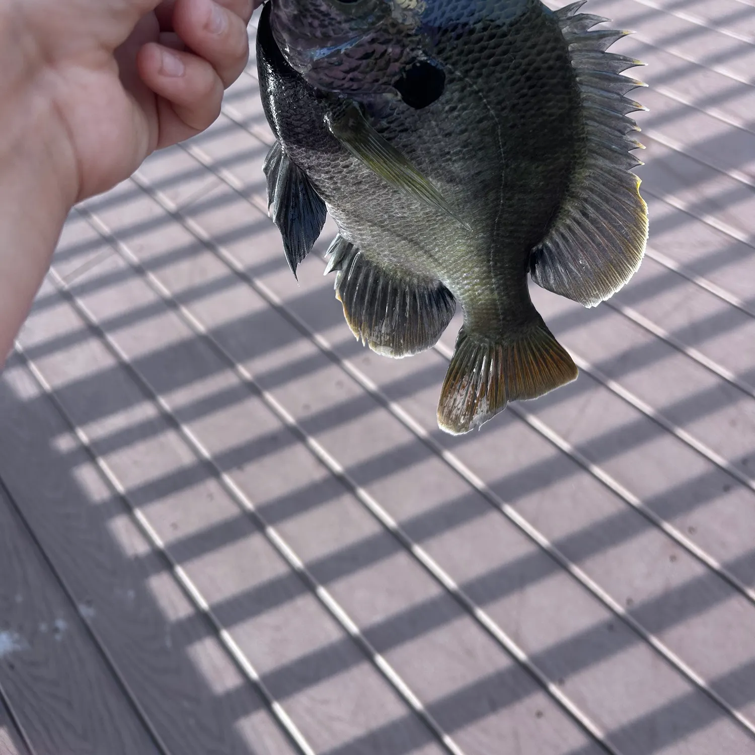 The most recent Coppernose bluegill catches on Fishbrain