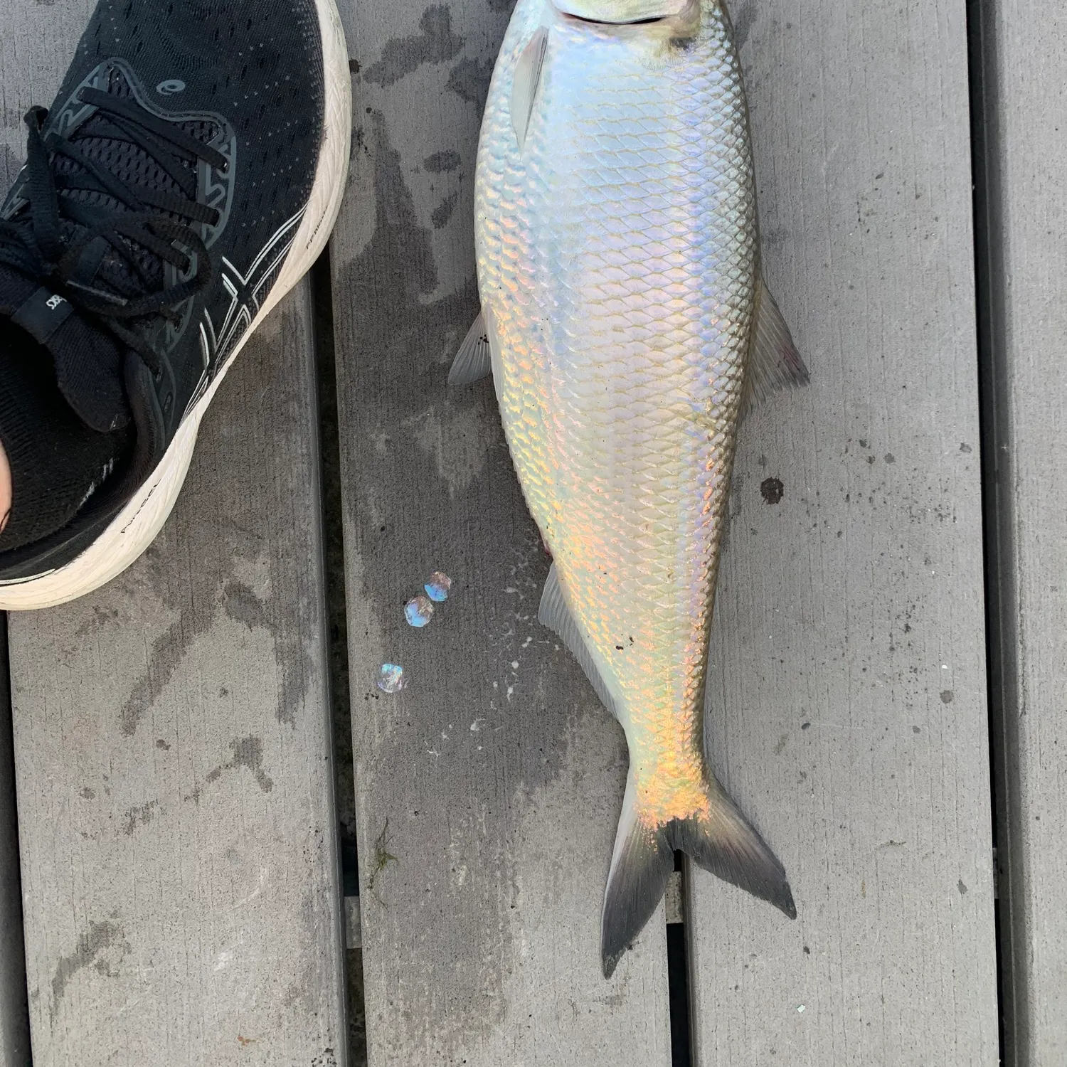 The most recent Hickory shad catches on Fishbrain