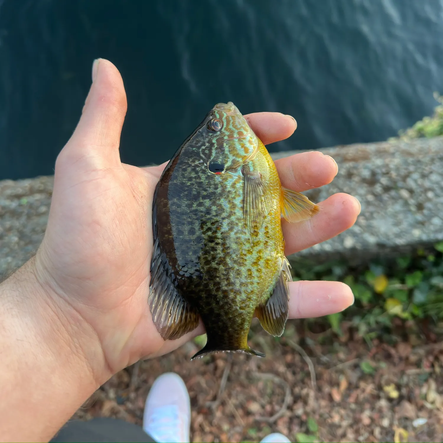 Pumpkinseed caught on Fishbrain