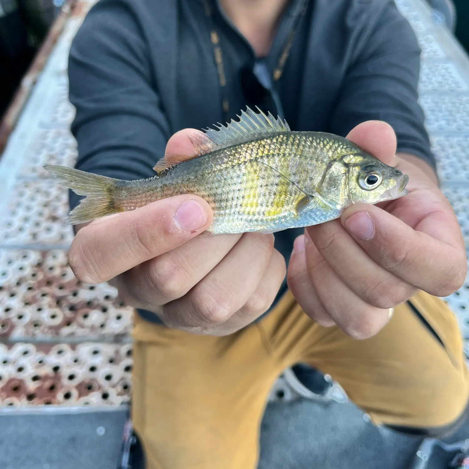 The most recent Striped seaperch catches on Fishbrain