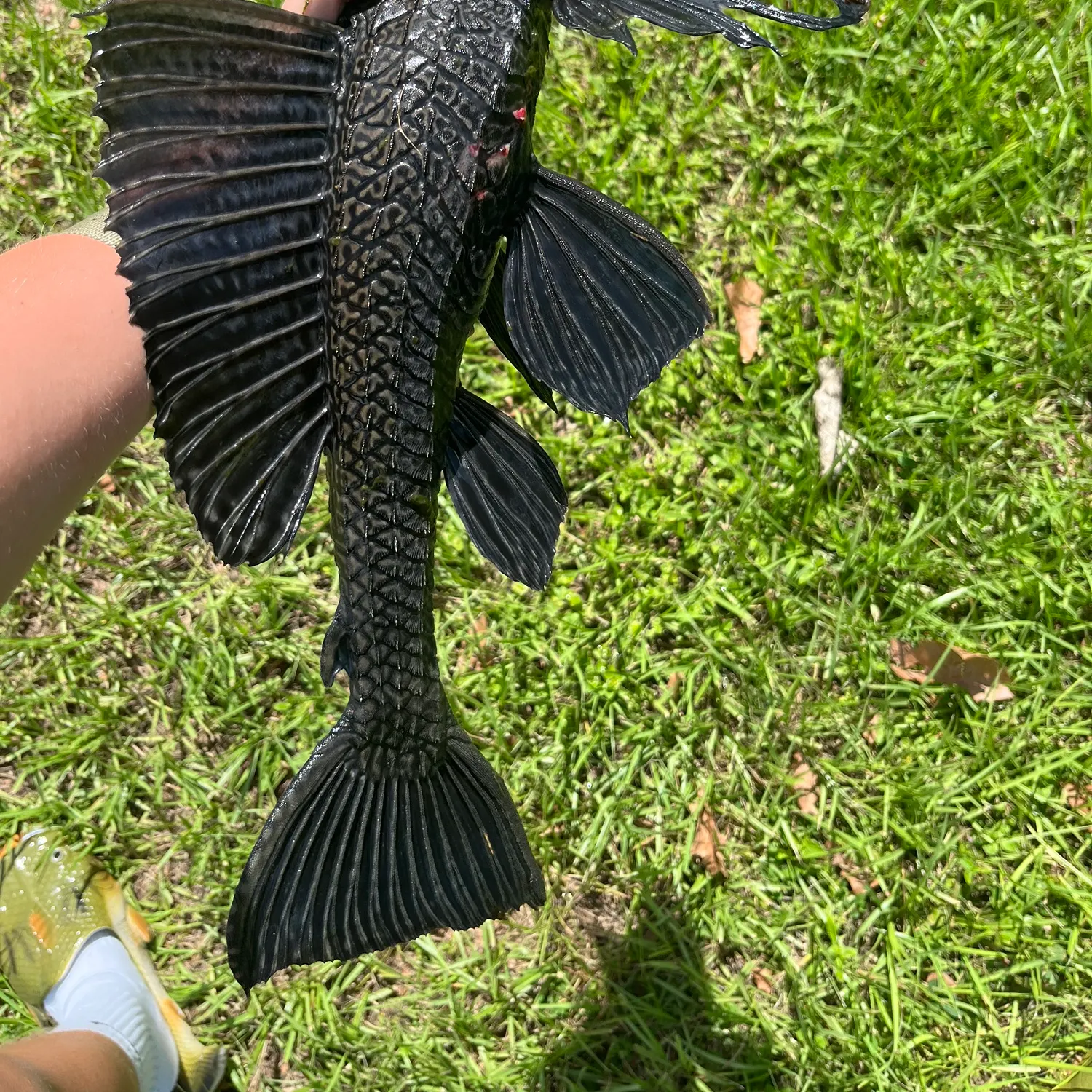 The most recent Orinoco sailfin catfish catches on Fishbrain