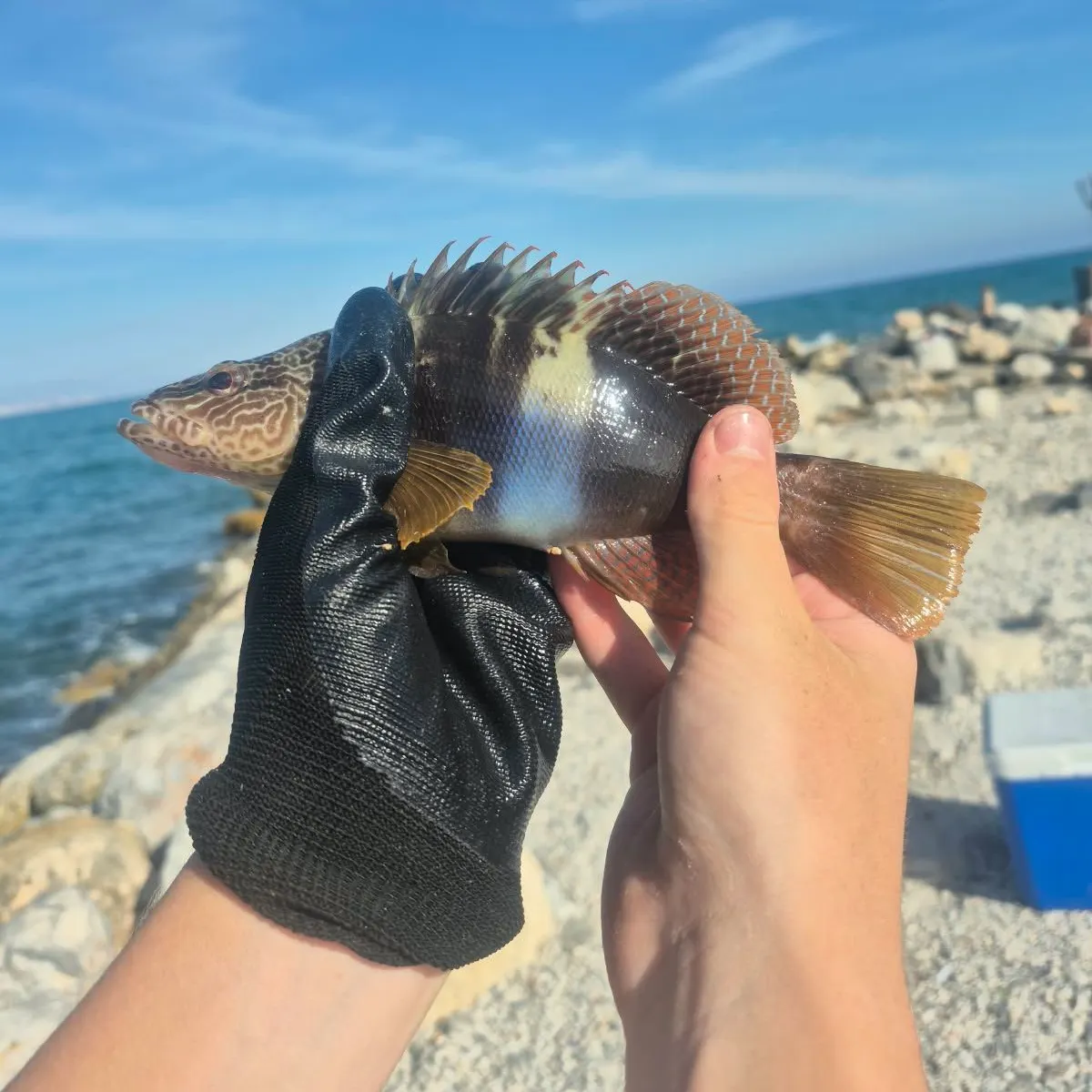 Painted comber caught on Fishbrain