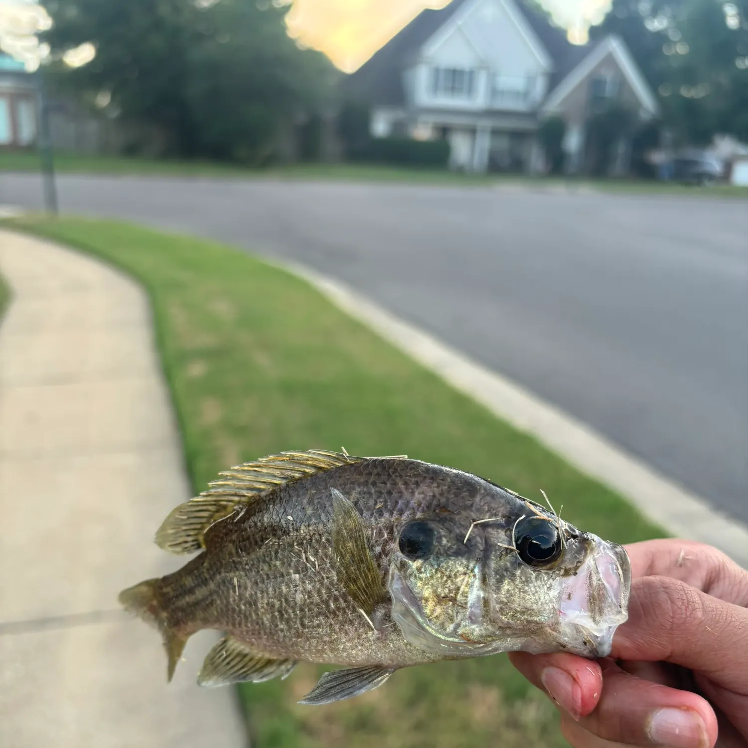 Warmouth caught on Fishbrain