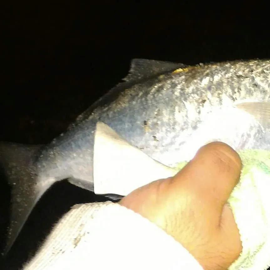Bluefish caught on Fishbrain