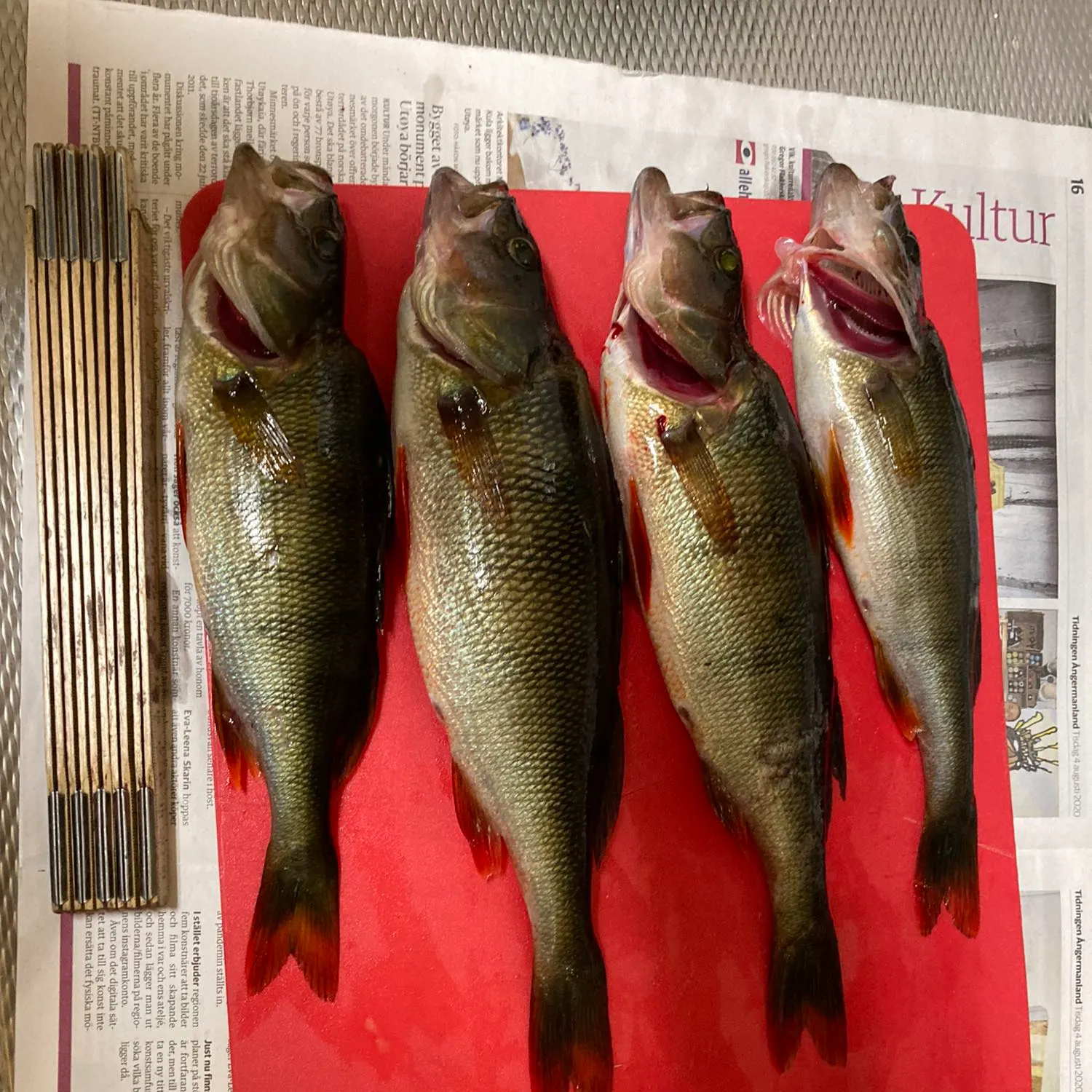 recently logged catches