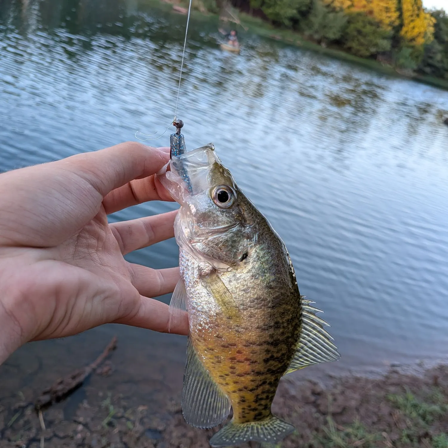 White crappie caught on Fishbrain