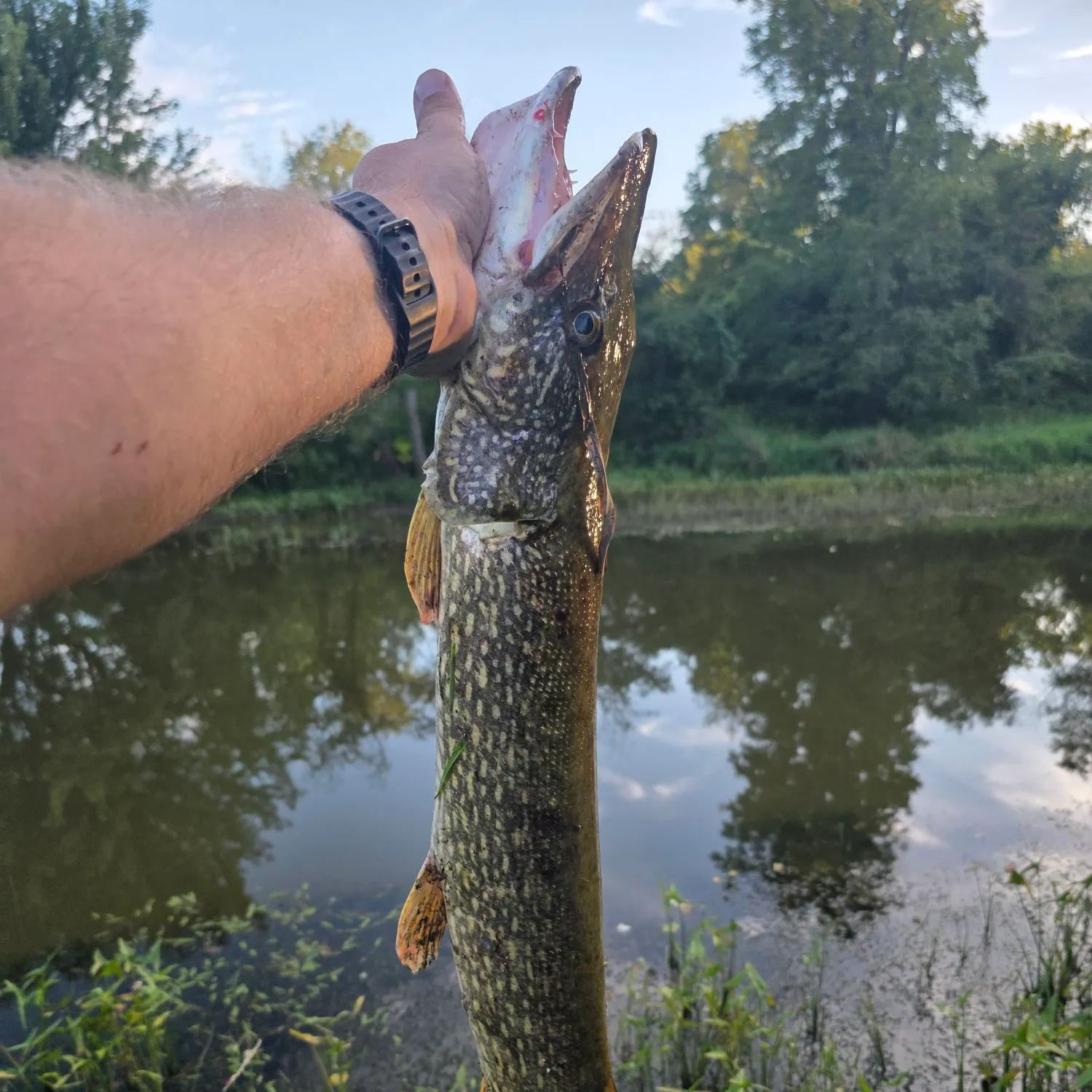 Northern pike caught on Fishbrain