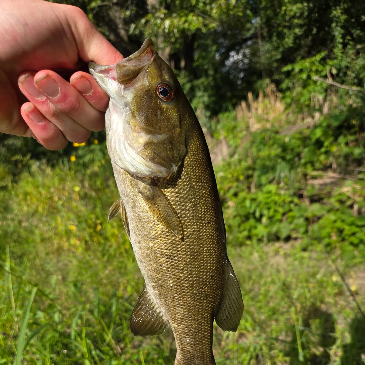 Smallmouth bass caught on Fishbrain