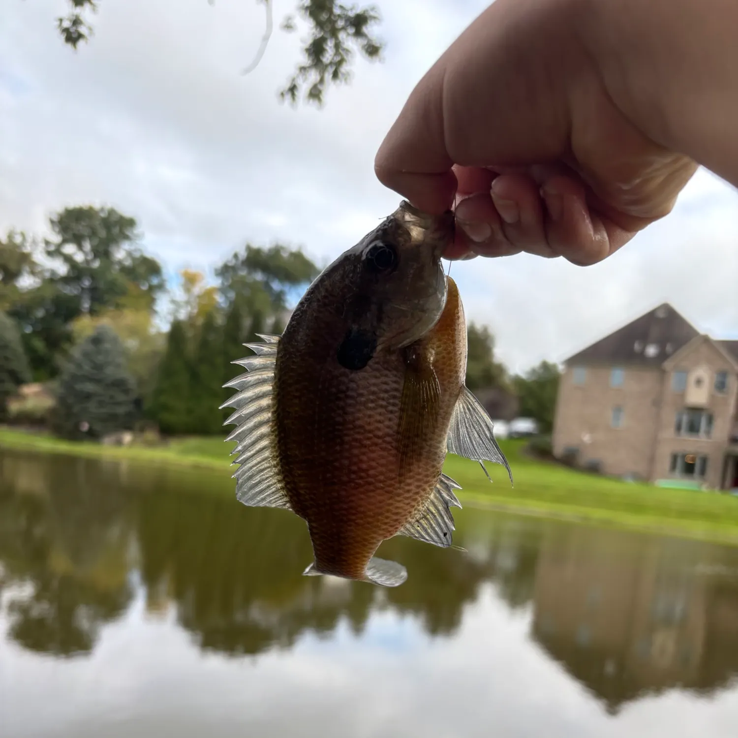 Bluegill caught on Fishbrain