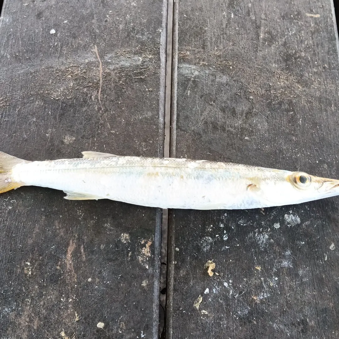 The most recent Longfin pike catches on Fishbrain