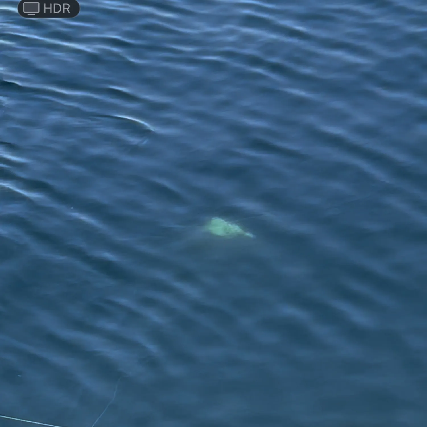 most liked catch image