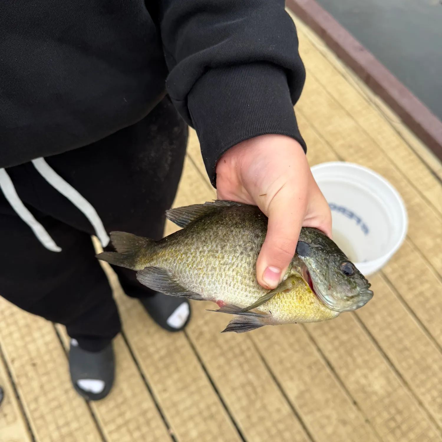 Bluegill caught on Fishbrain