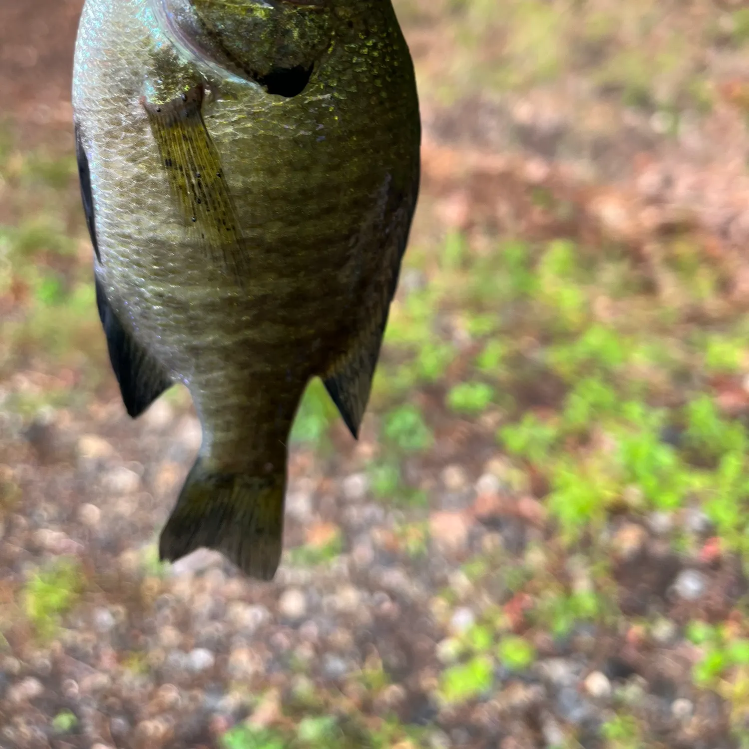 Bluegill caught on Fishbrain