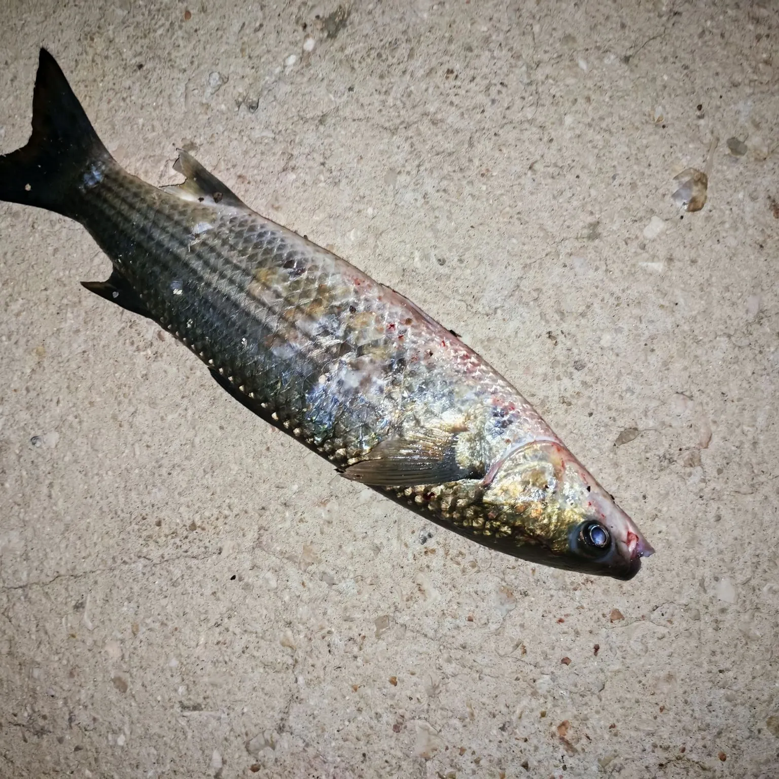 Striped mullet caught on Fishbrain