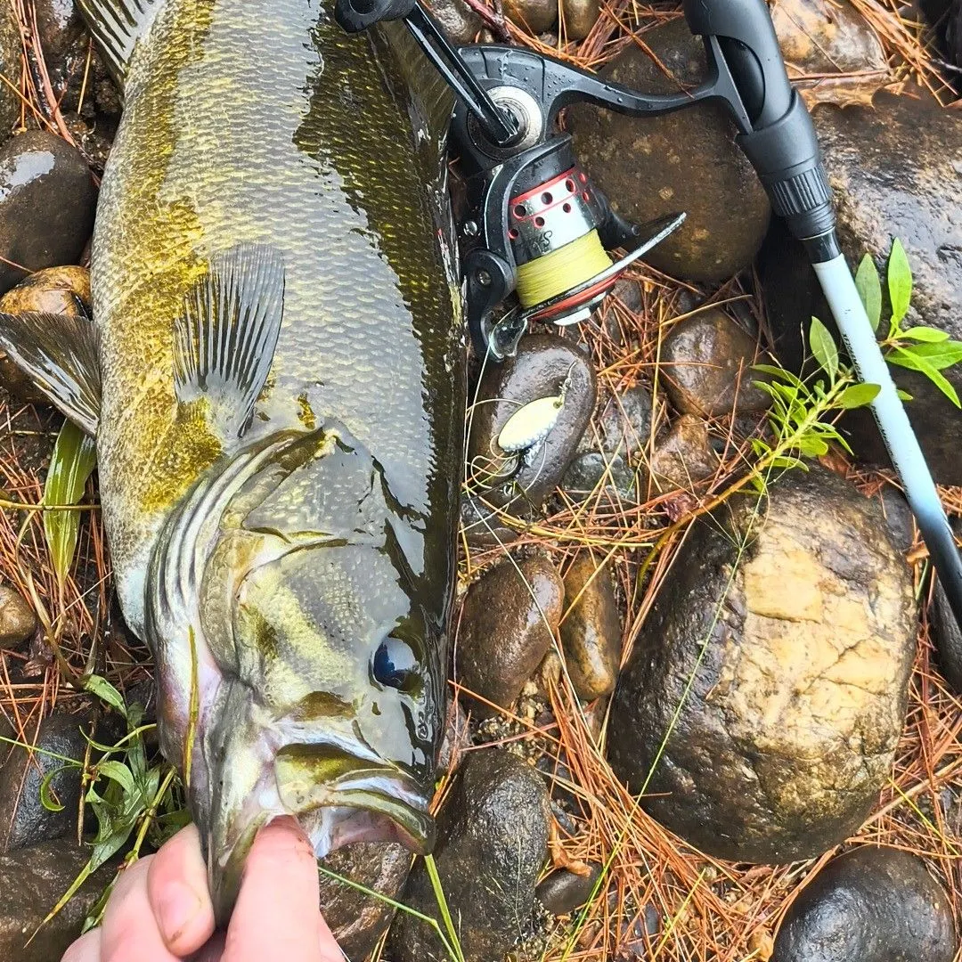 Smallmouth bass caught on Fishbrain
