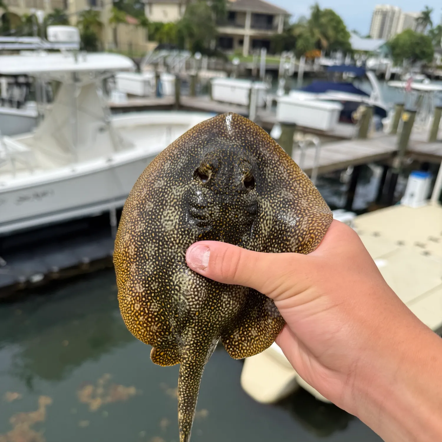 The most recent Yellow stingray catches on Fishbrain