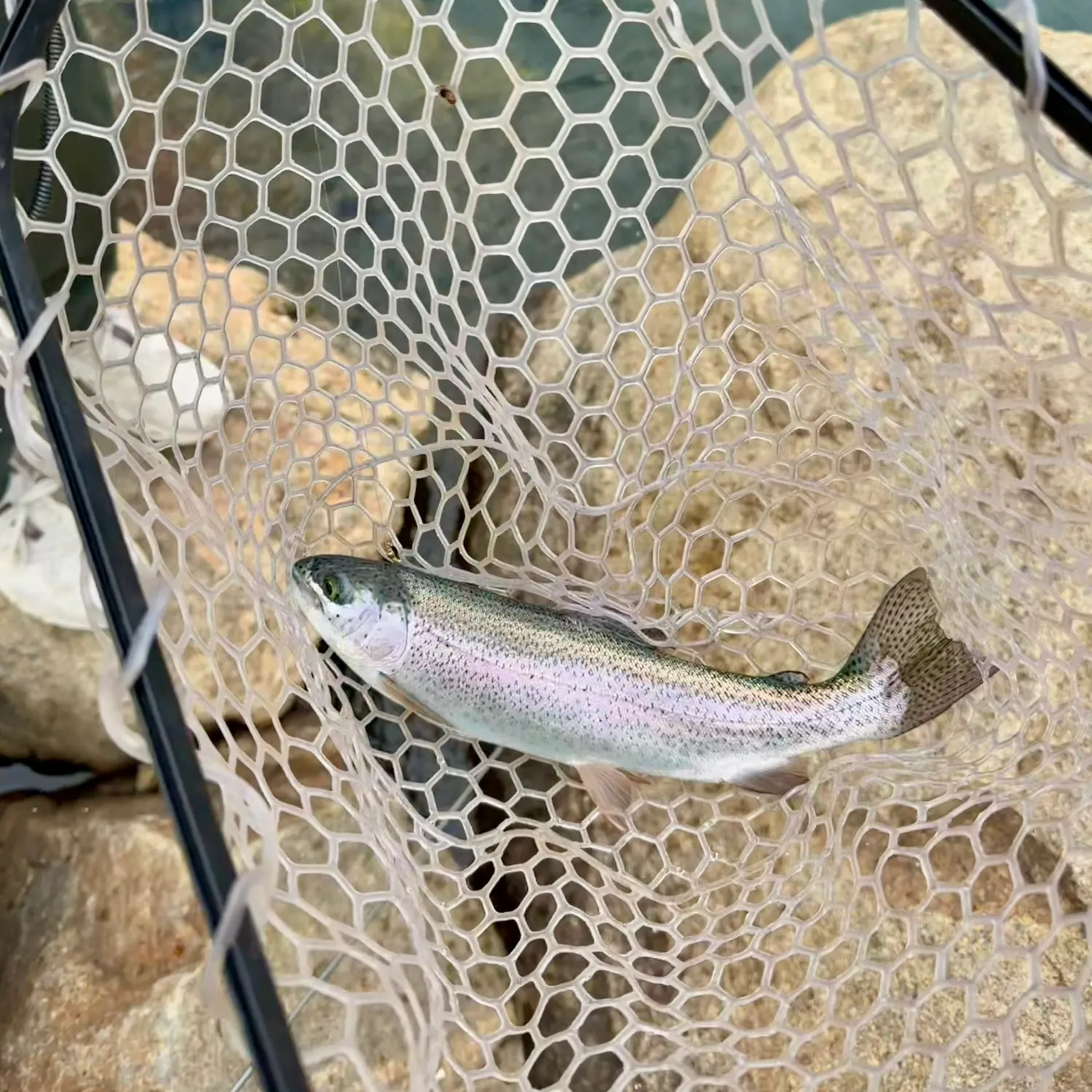 Rainbow trout caught on Fishbrain