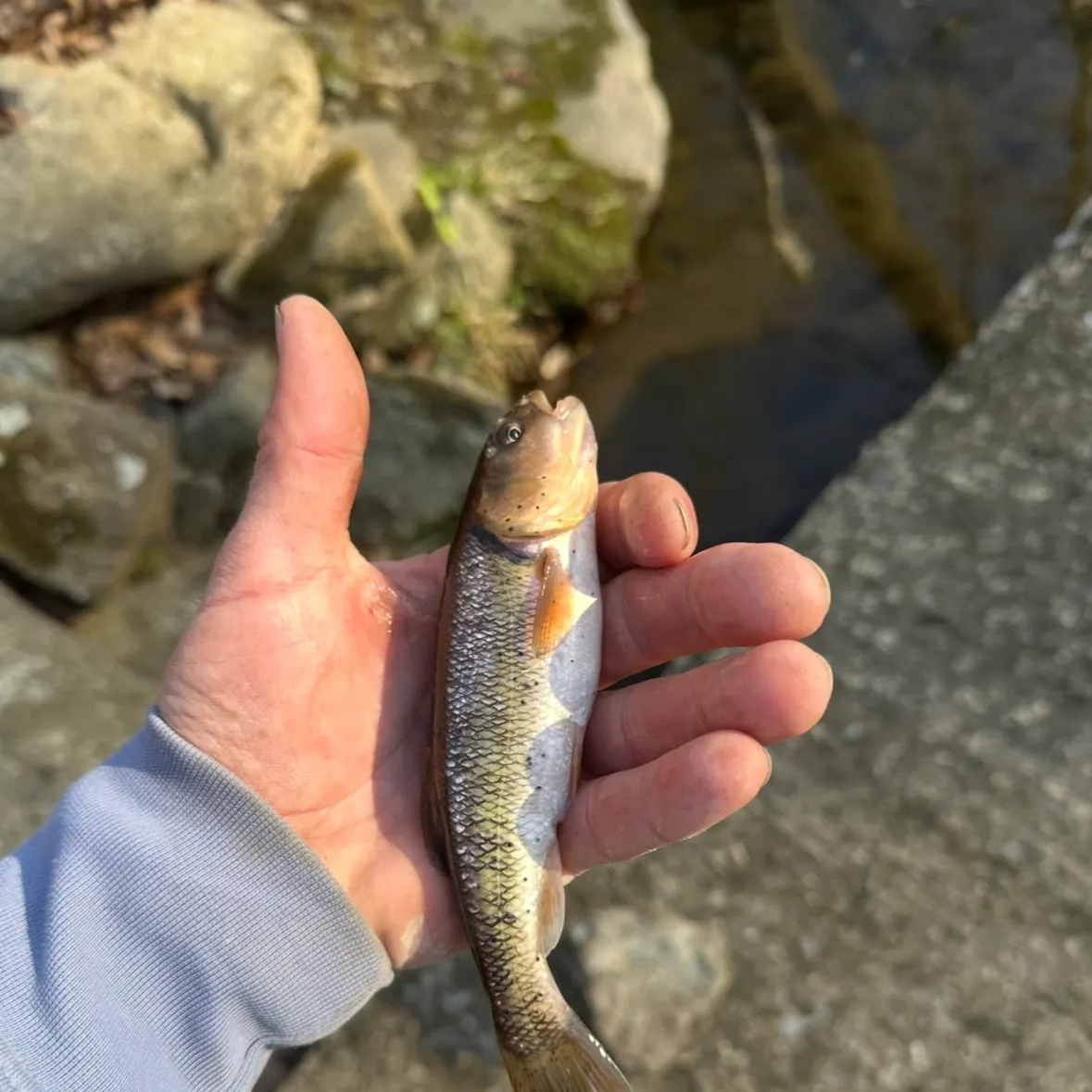 The most recent Creek chub catches on Fishbrain