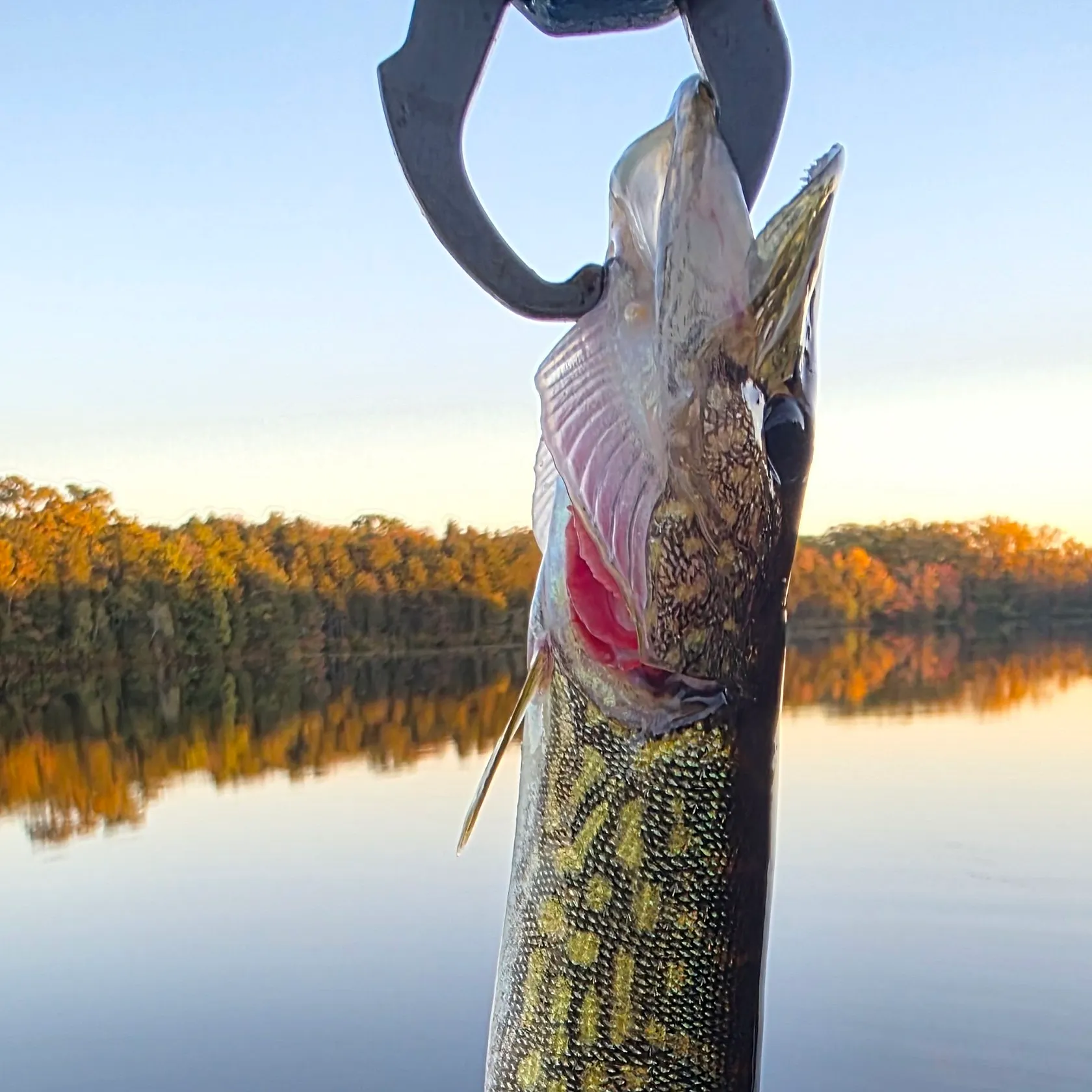 Chain pickerel caught on Fishbrain