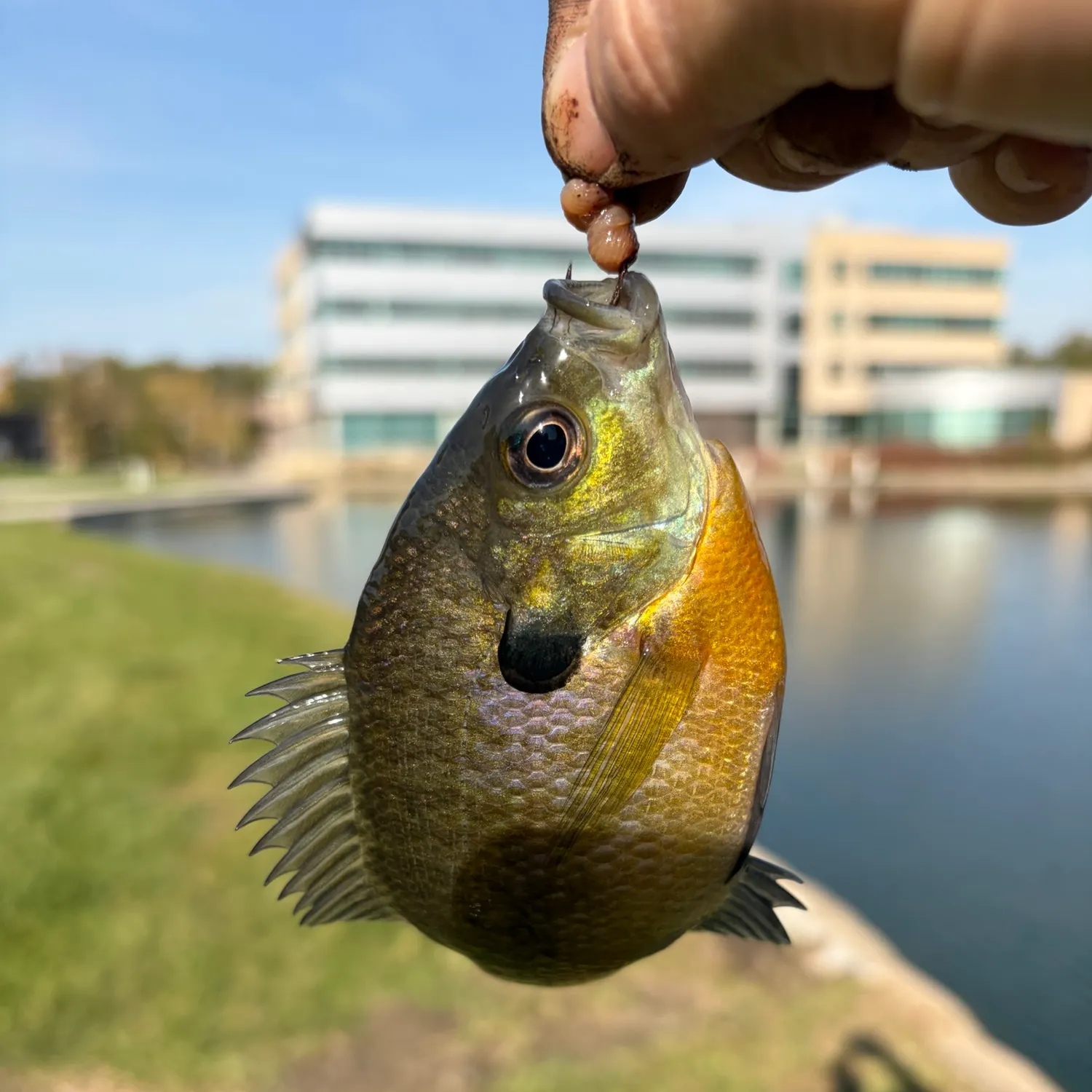 Bluegill caught on Fishbrain