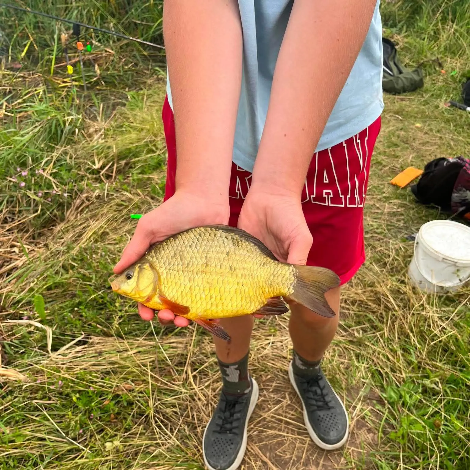 Crucian carp caught on Fishbrain